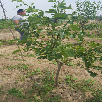神農(nóng)架大果山楂樹(shù)種苗采摘技巧