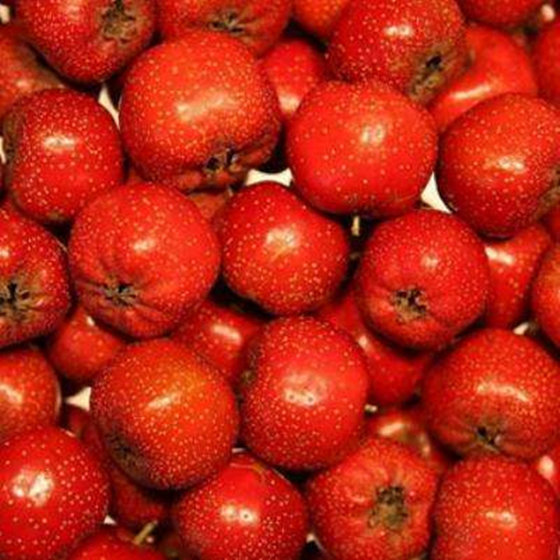 廣安朱砂紅山楂樹小苗畝產(chǎn)量