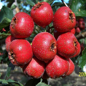 徐匯伏早紅山楂樹品種苗批發(fā)價格