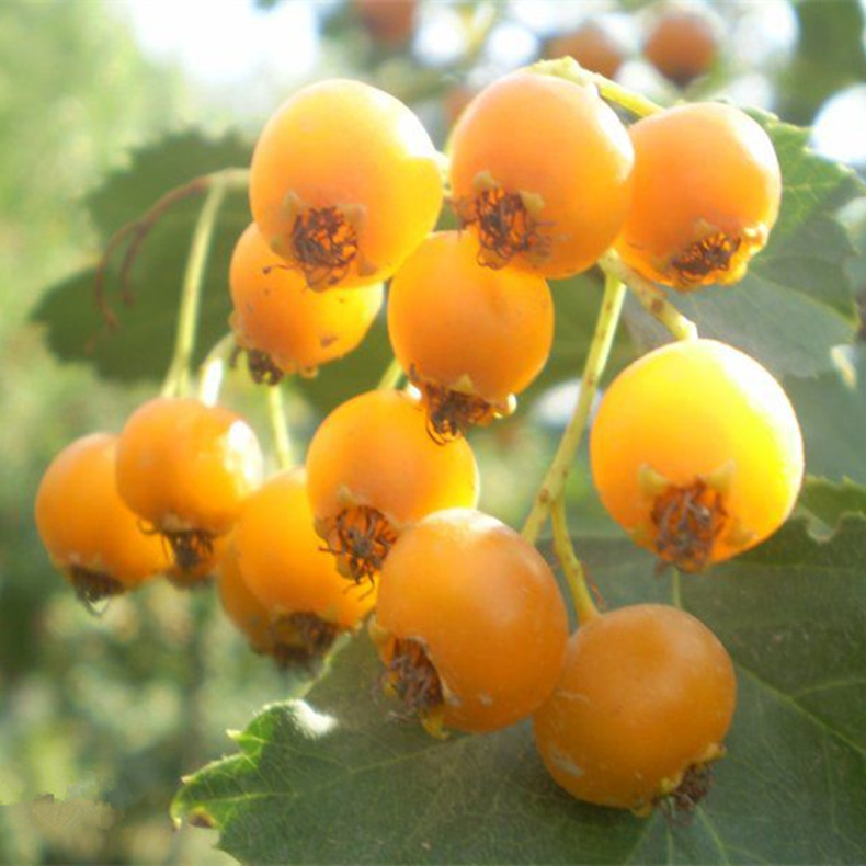 徐匯伏早紅山楂樹品種苗格