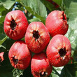 沂蒙红山楂树实生苗最常见的的树形图片
