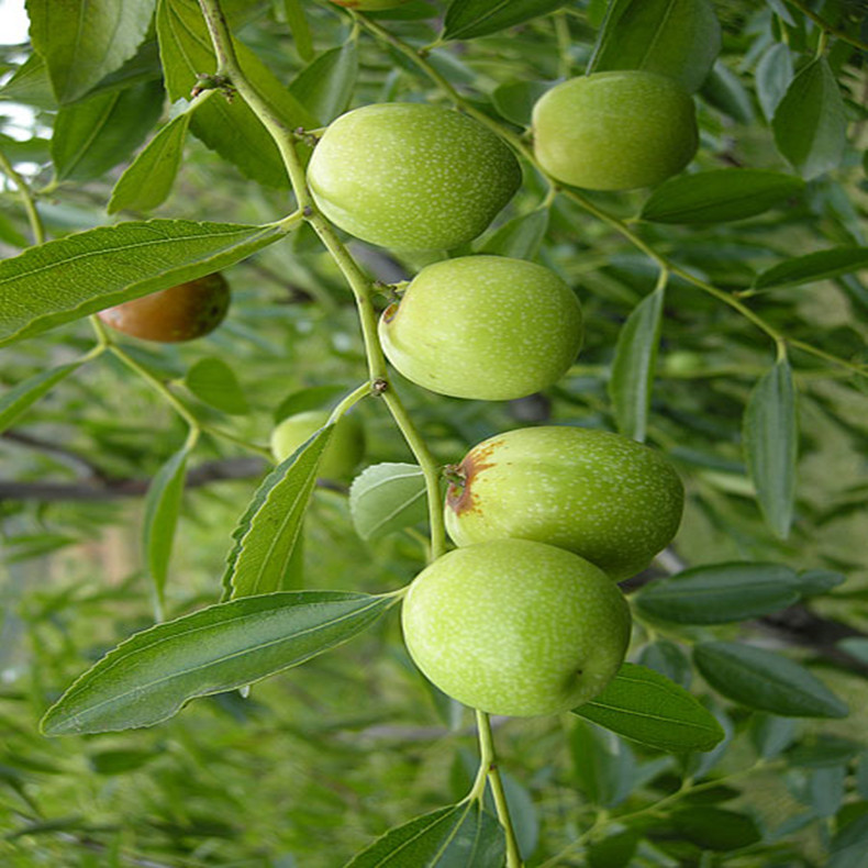 鸡心蜜枣枣树成品苗种植技术