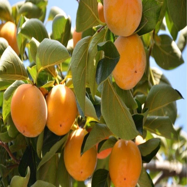 八月紅柿子樹(shù)苗、八月紅柿子樹(shù)成苗種植時(shí)間