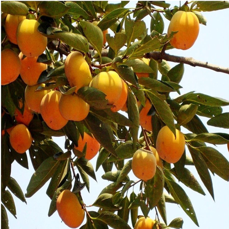 阳丰甜柿子树成苗品种