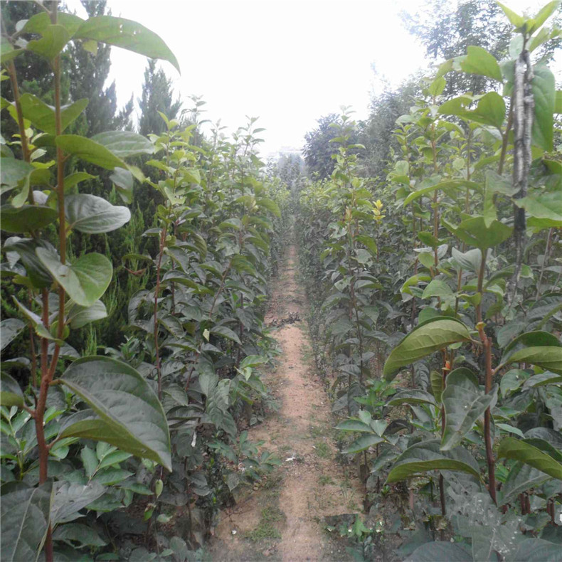 怒江柿子樹實(shí)生苗、怒江柿子樹成苗南北方適宜種植