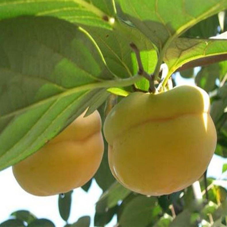 溫州柿子樹(shù)實(shí)生苗、溫州柿子樹(shù)苗生產(chǎn)廠家