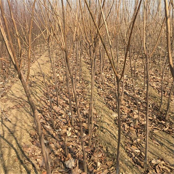三年生柿子苗、三年生柿子樹實(shí)生苗種植株距行距