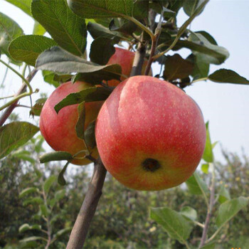 珠海矮化苹果树苗、珠海苹果树品种苗成熟期