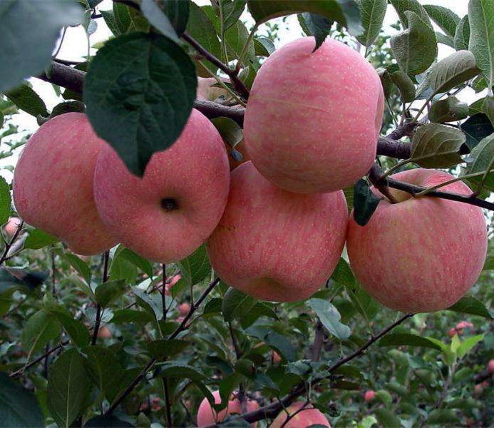 早中晚熟矮化苹果树苗、早中晚熟乔化苹果苗根系