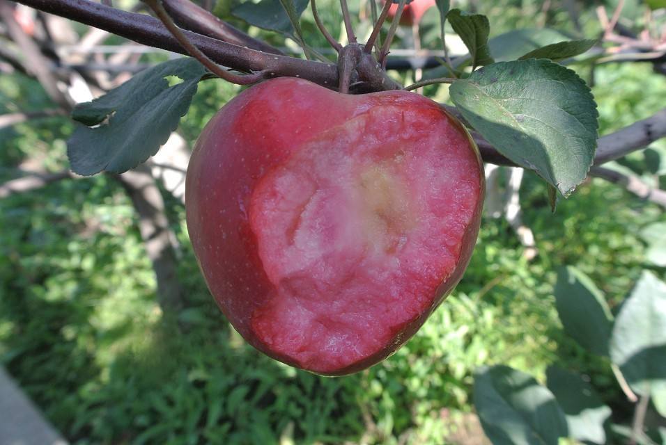 临夏脱毒苹果树苗、临夏苹果树实生苗怎么卖