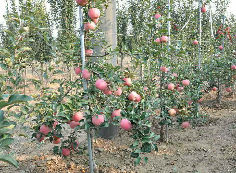 鸡心果嫁接苹果苗、鸡心果苹果树矮化苗经销商电话