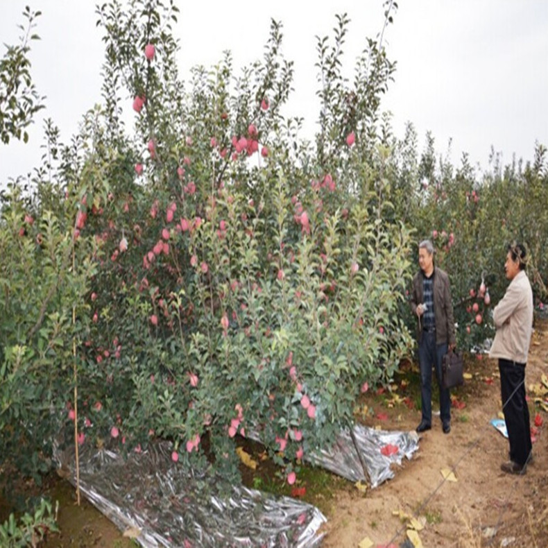 富丽苹果树种苗、富丽苹果树壮苗有什么优势