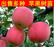 早中晚熟矮化苹果树苗、早中晚熟乔化苹果苗根系粗壮图片0