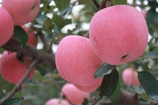 早中晚熟矮化苹果树苗、早中晚熟乔化苹果苗根系粗壮图片2
