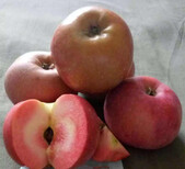 早中晚熟矮化苹果树苗、早中晚熟乔化苹果苗根系粗壮图片3