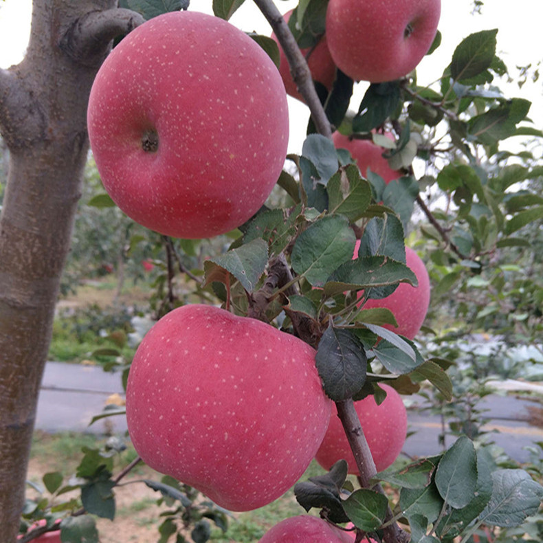 珠海矮化苹果树苗、珠海苹果树品种苗成熟期