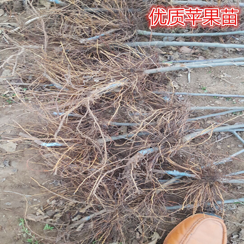 南果红苹果苗、南果红苹果树幼苗园艺场