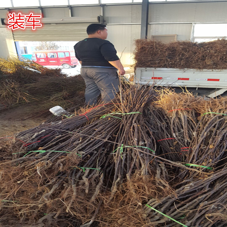 嫩光矮化苹果树苗、嫩光苹果树矮化苗货源充足