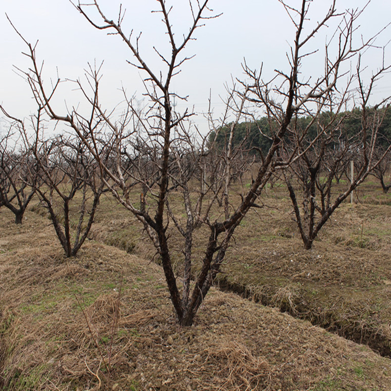 北海桃树脱毒苗、北海桃树实生苗种植间距