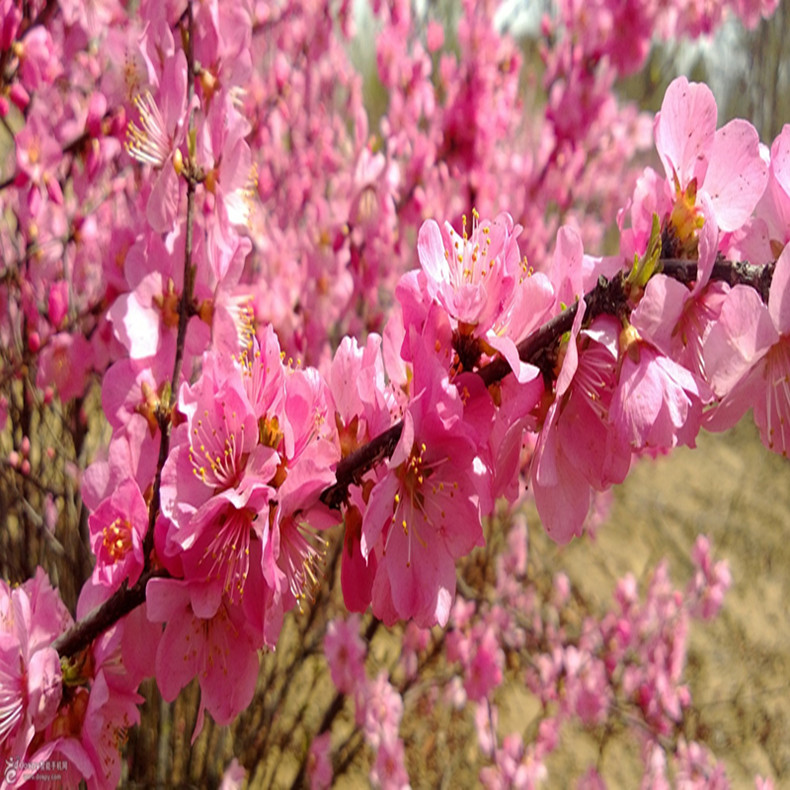 红芙蓉桃树成苗、红芙蓉桃树幼苗价钱多少