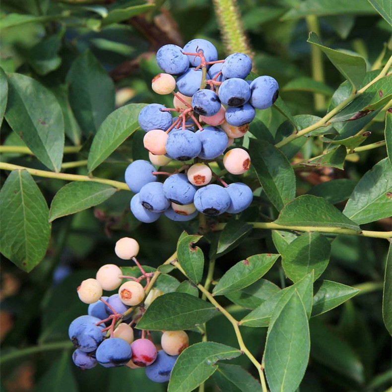 泽西蓝莓树种苗、泽西蓝莓苗品种特征