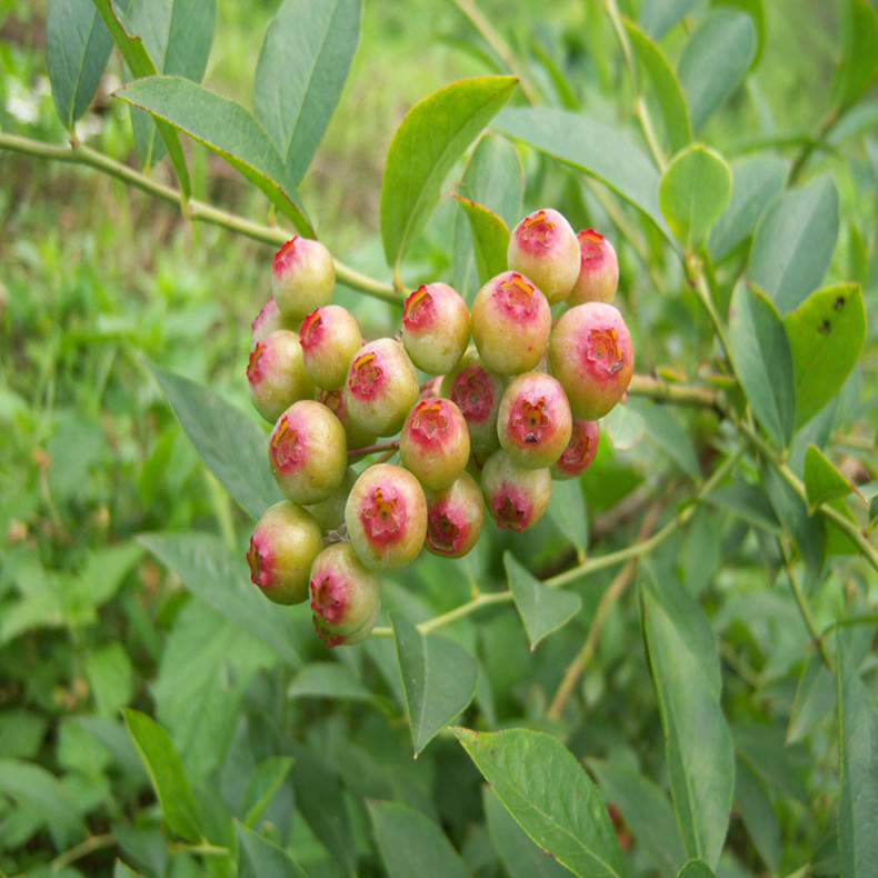 丽江蓝莓品种苗、丽江大棚蓝莓苗含糖量多少