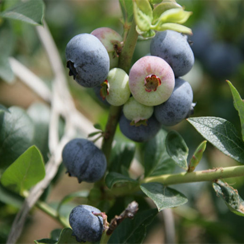 合肥蓝莓树秧苗、合肥蓝莓树苗的培育