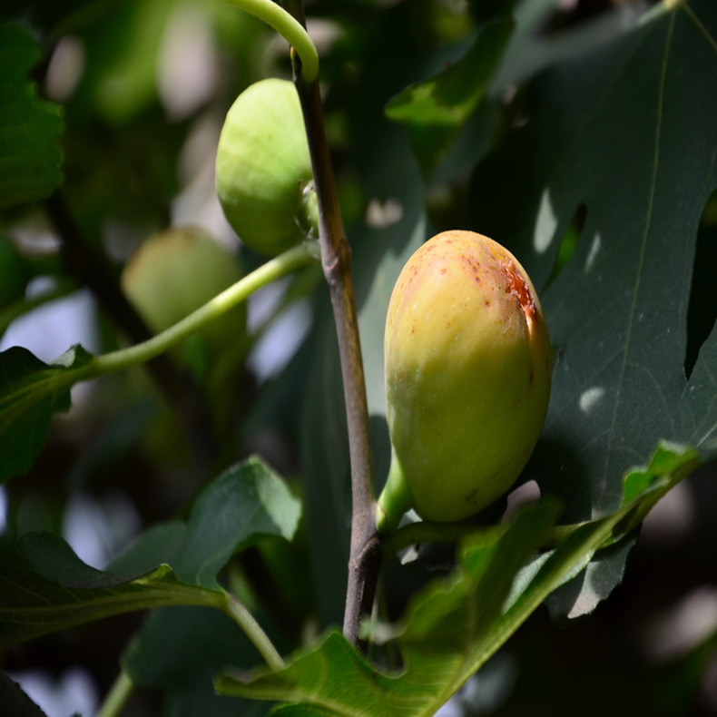 清徐无花果苗、清徐无花果树种苗丰产期