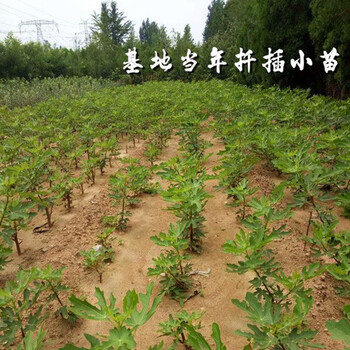 高度50公分以上桃樹品種苗、高度50公分以上桃樹成苗貨源充足