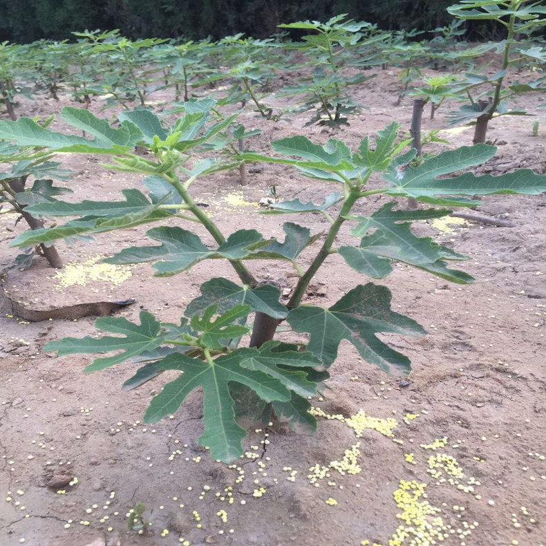 日照无花果树品种苗、日照无花果树成苗繁育