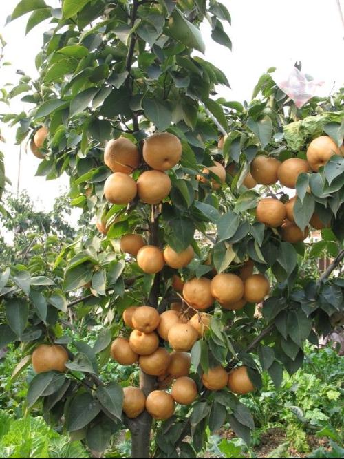 考西亚梨树成苗、考西亚梨树秧苗确保品种