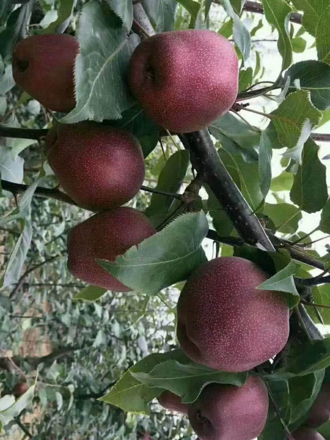 盧灣梨樹苗、盧灣梨樹小苗種植