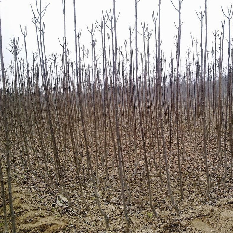 红梨三号梨树成苗、红梨三号梨树实生苗怎样种植