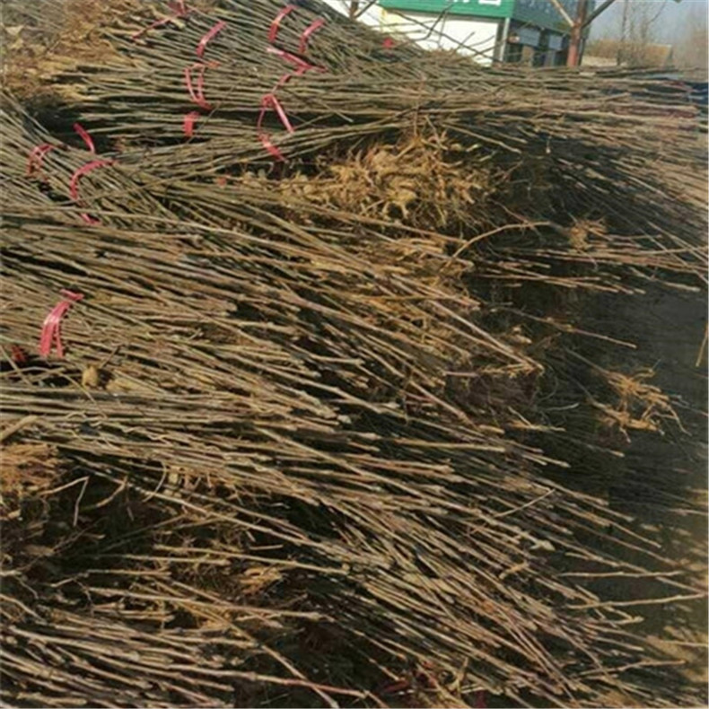 拉賓斯櫻桃樹原生苗、拉賓斯櫻桃樹扦插苗批發(fā)
