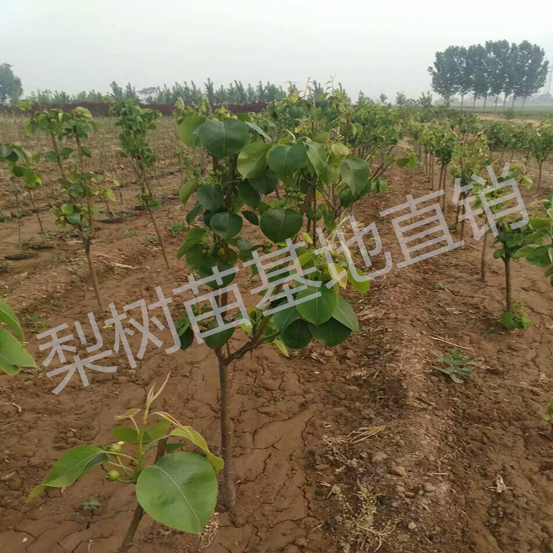 晚三吉梨梨樹成苗、晚三吉梨梨樹苗紅梨苗種植基地