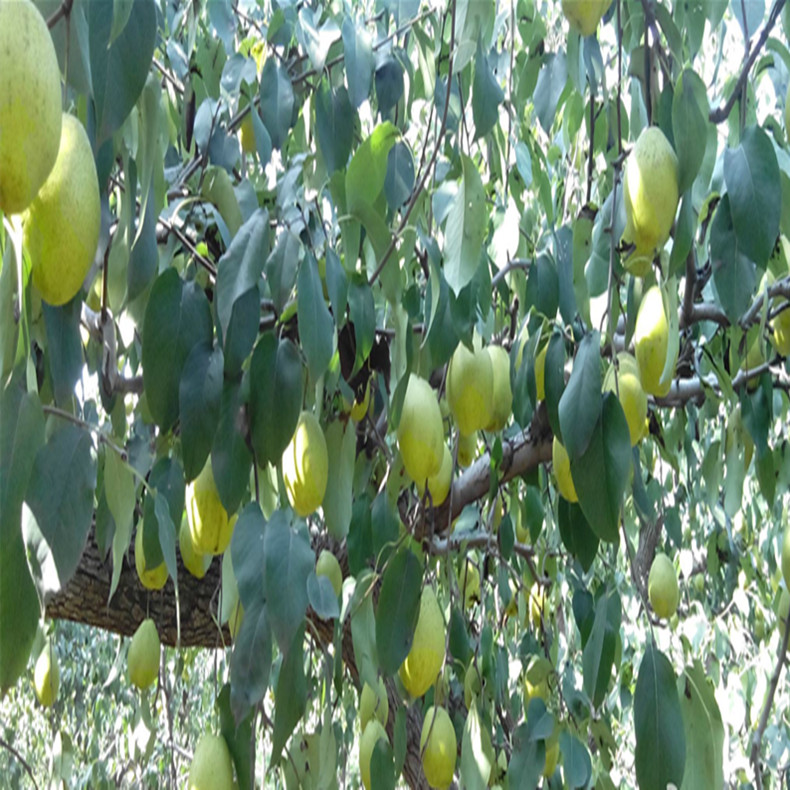 上海梨树壮苗、上海梨树种植