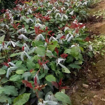 紅梨三號(hào)梨樹成苗、紅梨三號(hào)梨樹實(shí)生苗怎樣種植