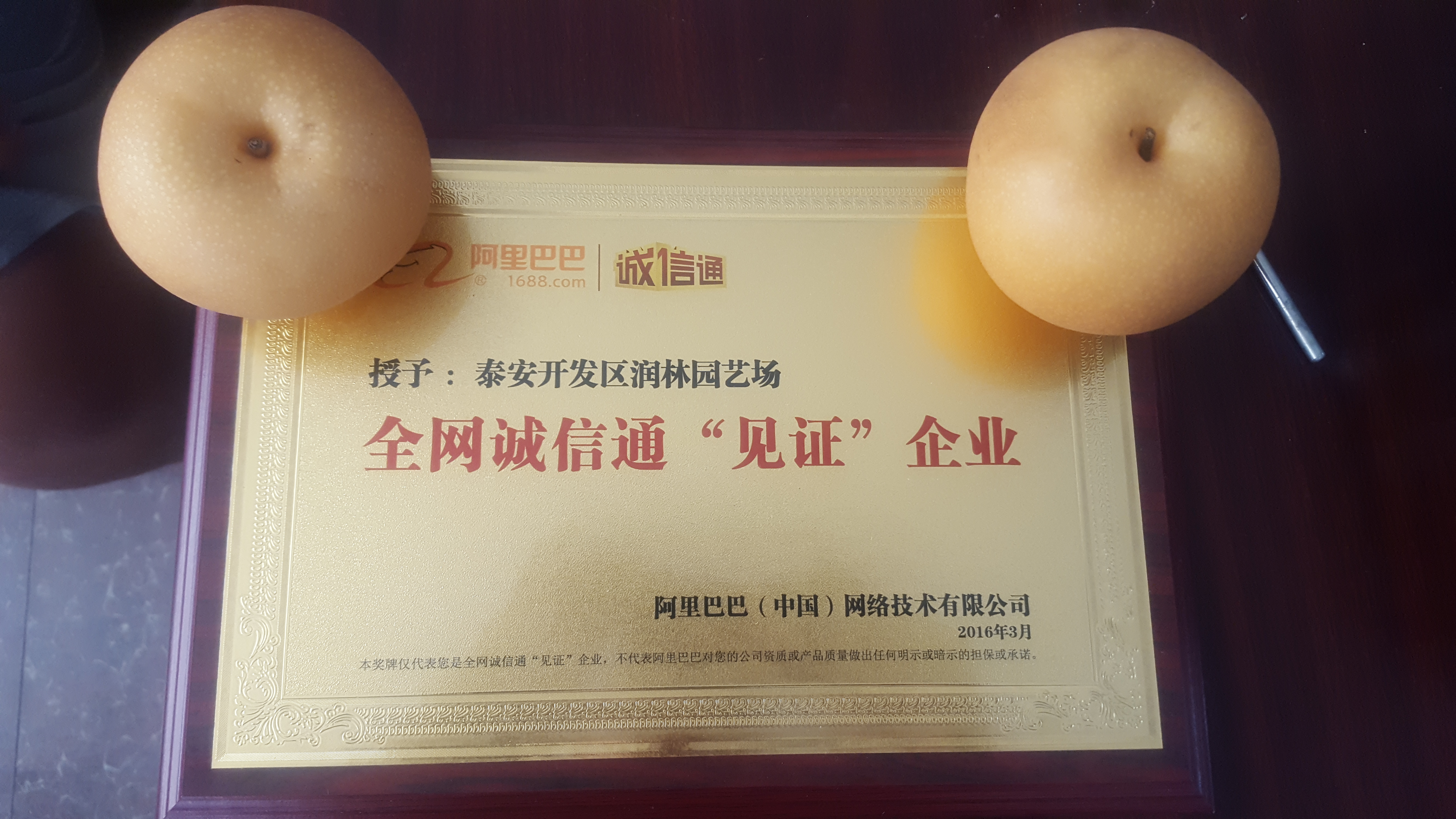 梨樹成品苗