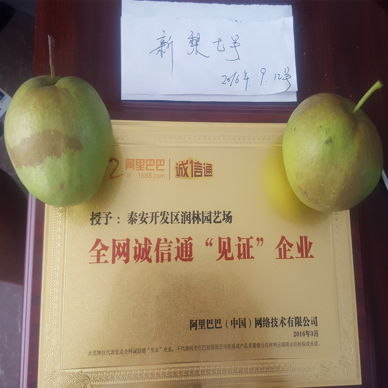茄梨梨樹、茄梨梨樹南北方適宜種植