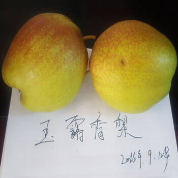 梨樹苗新品種價格