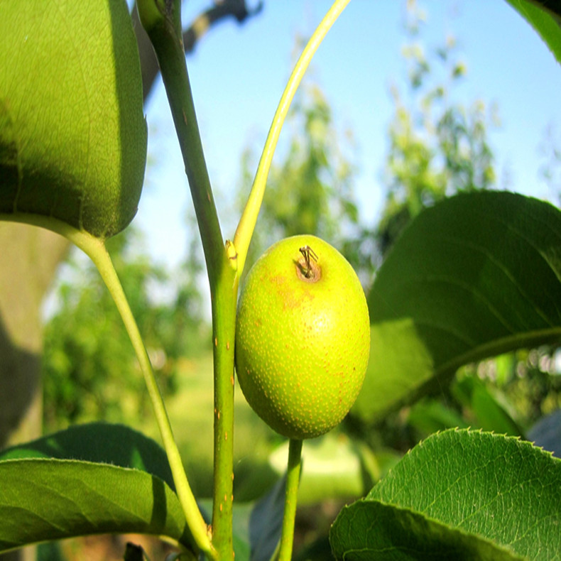 1公分梨树品种苗、1公分梨树品种苗这个品种