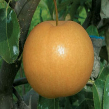考西亚梨树成苗、考西亚梨树秧苗确保品种质量