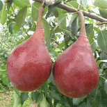 考西亚梨树成苗、考西亚梨树秧苗确保品种质量图片2