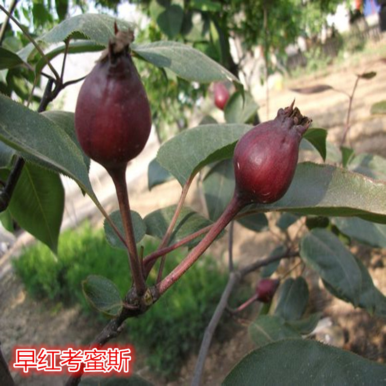 錫林郭勒盟梨樹種苗、錫林郭勒盟梨樹苗現(xiàn)挖現(xiàn)賣