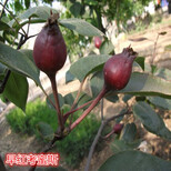 考西亚梨树成苗、考西亚梨树秧苗确保品种质量图片3