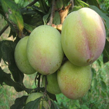 紅梨李子樹(shù)苗、紅梨占地李子樹(shù)苗種植資料