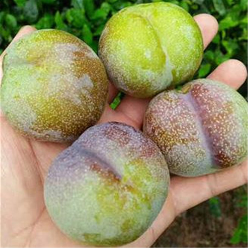 克孜勒蘇李子樹苗、克孜勒蘇李子苗種植技術(shù)