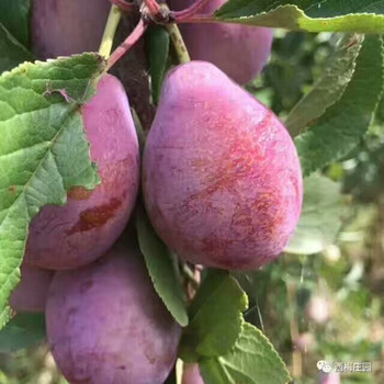 重庆李子树种苗、重庆李子树壮苗种植基地