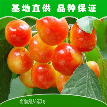 閘北櫻桃樹苗、閘北櫻桃樹苗南北方適宜種植