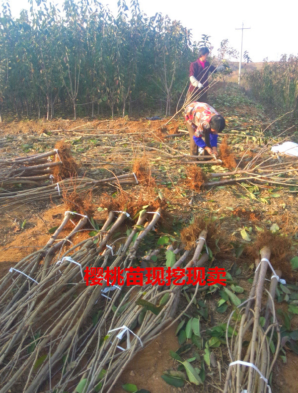 海南櫻桃樹成苗、海南櫻桃樹成品苗多少錢一株